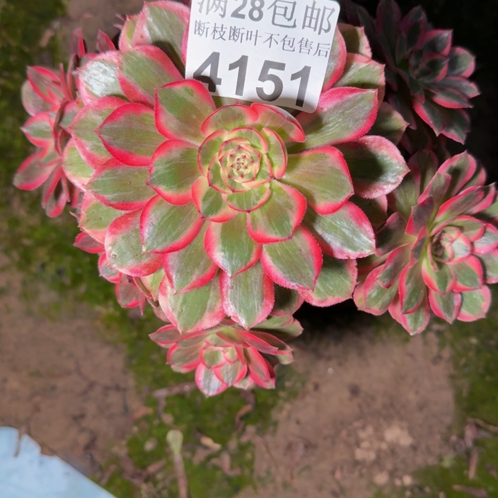 4151云和不包断枝