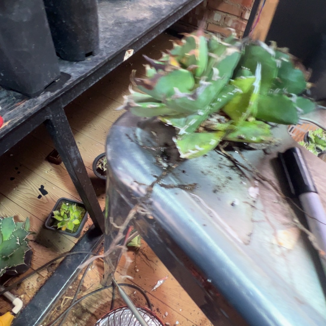 宝***:拇指大大大大大大大甲