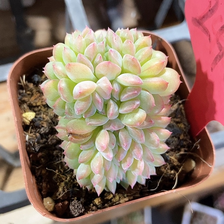 多肉植物冰魄缀化240