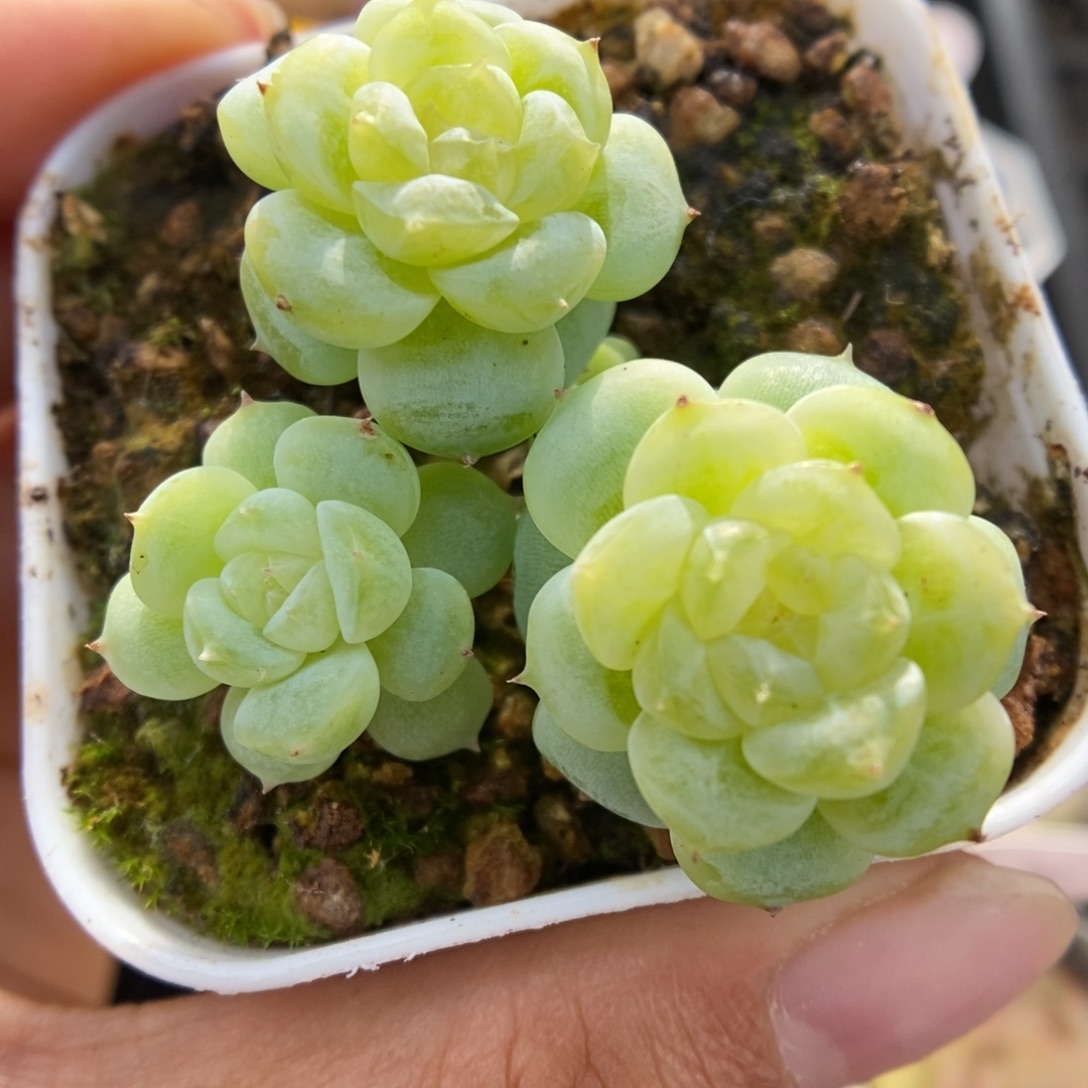 白晶体珍妮874号。  