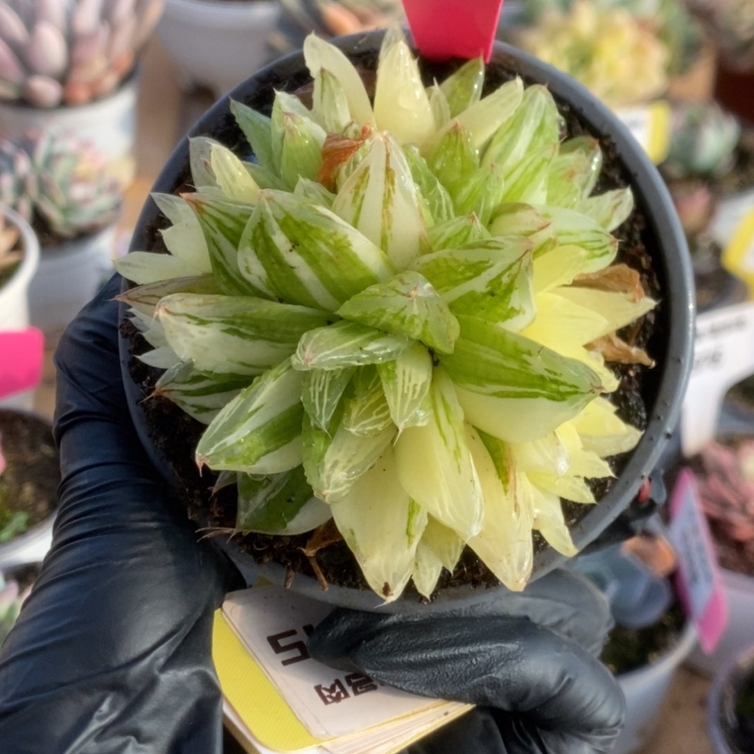 644金之华锦锦锦锦锦锦