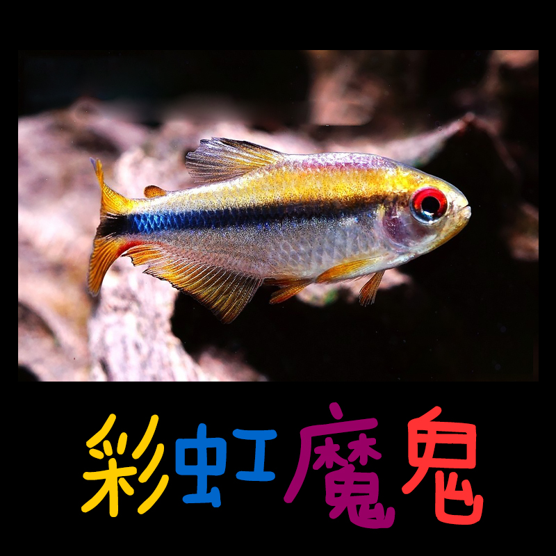 【彩虹魔鬼】人工f1小型鱼灯科鱼红头鱼活鱼热带鱼孔雀鱼观赏鱼