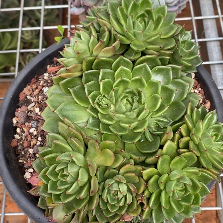 D987- 直播福利 油画捧花