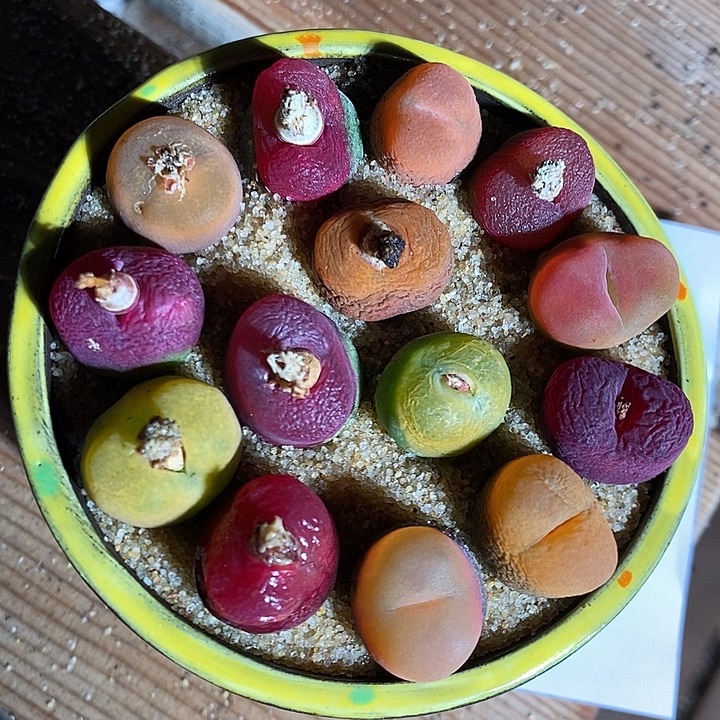 30360。 一组蟠桃。   