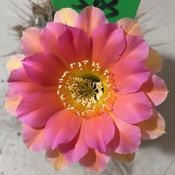 503号实生彩草 脱土发