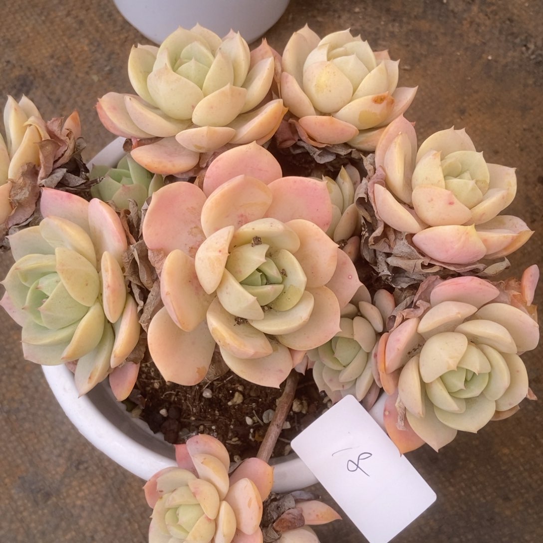 78 多肉多肉多肉多肉