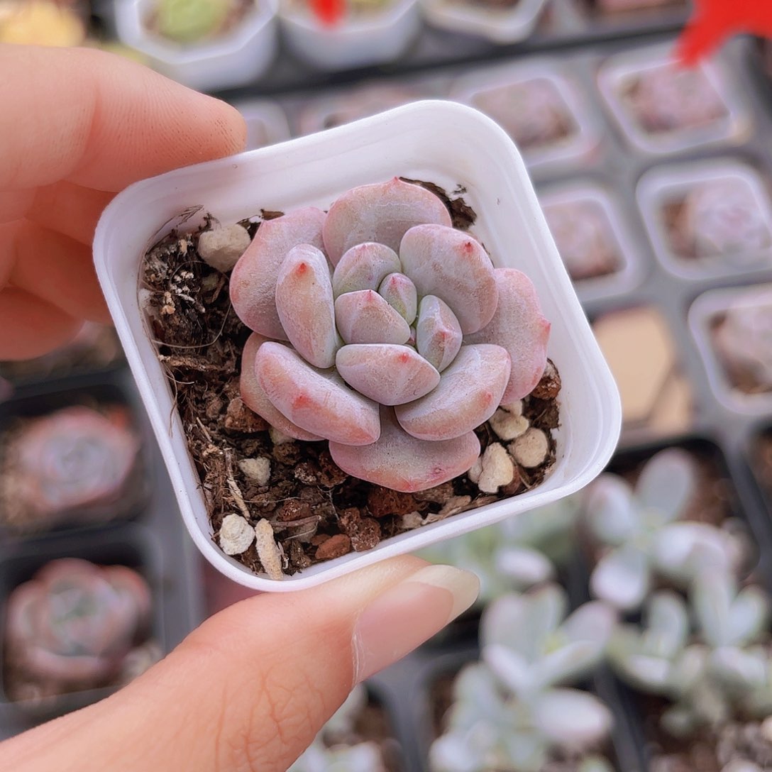 精品奶盖多肉植物