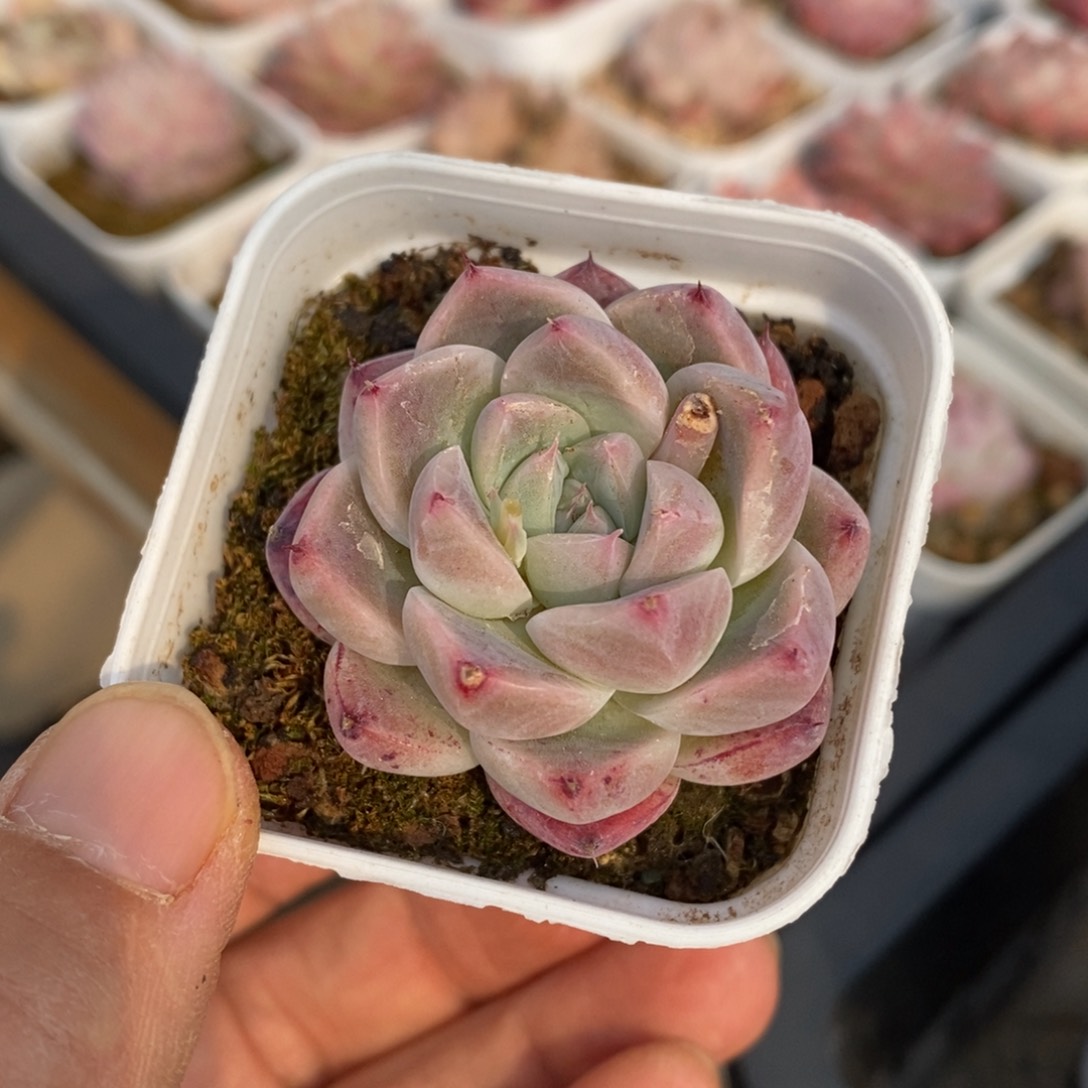 精品多肉一物一拍不包整56