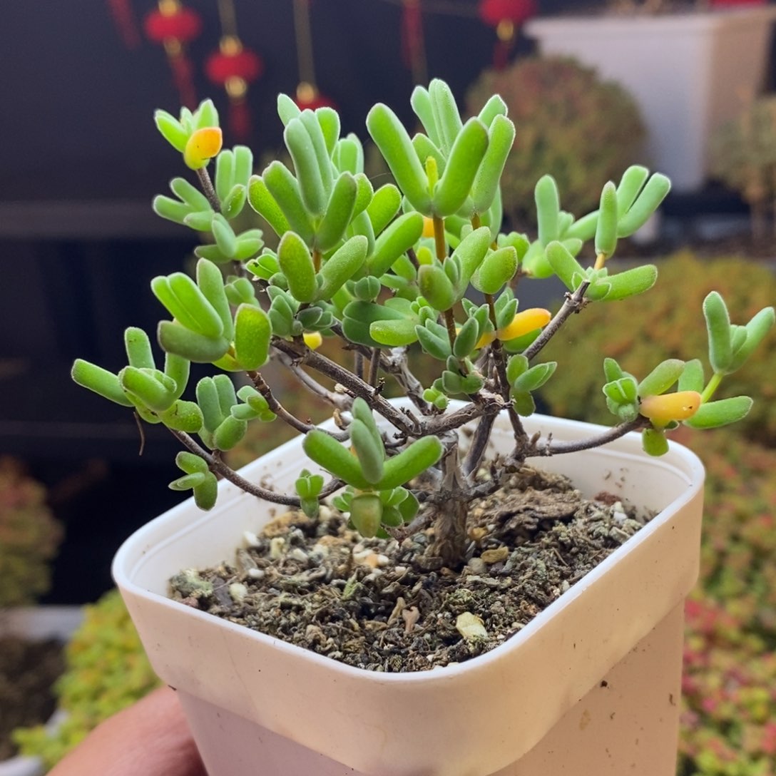 328号虾钳枝干多肉