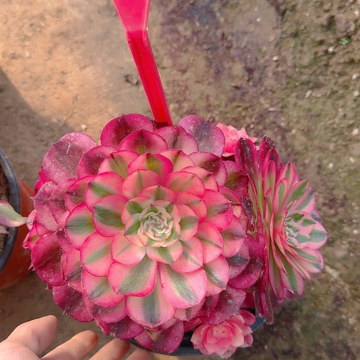 2-190倾城多肉法师