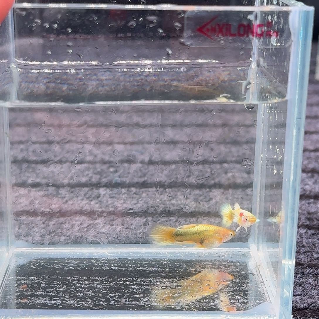 孔雀鱼一对黄金丝带