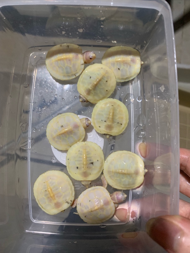 闪电夜明珠苗，全品随机发货（包风险包7天）