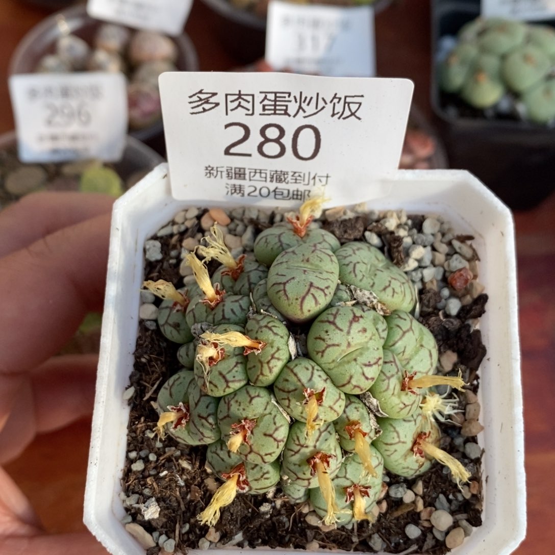 感谢您的支持，00280