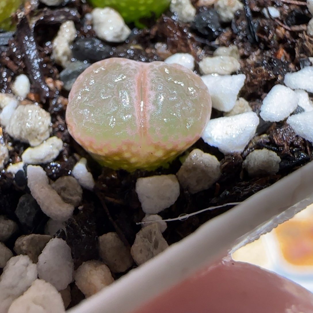 肉锥多肉植物百科25-1453.75、824