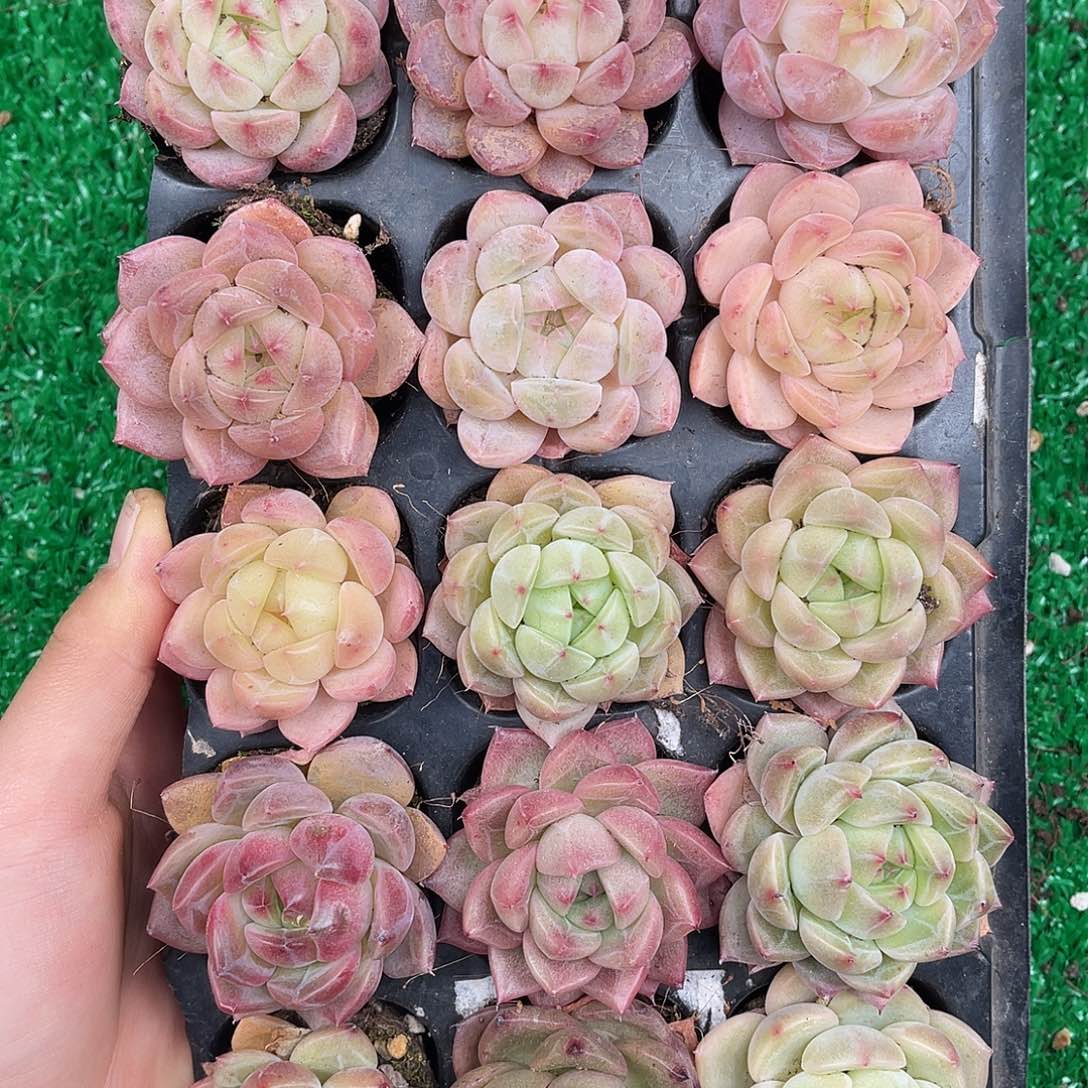 多肉一物一拍27-104