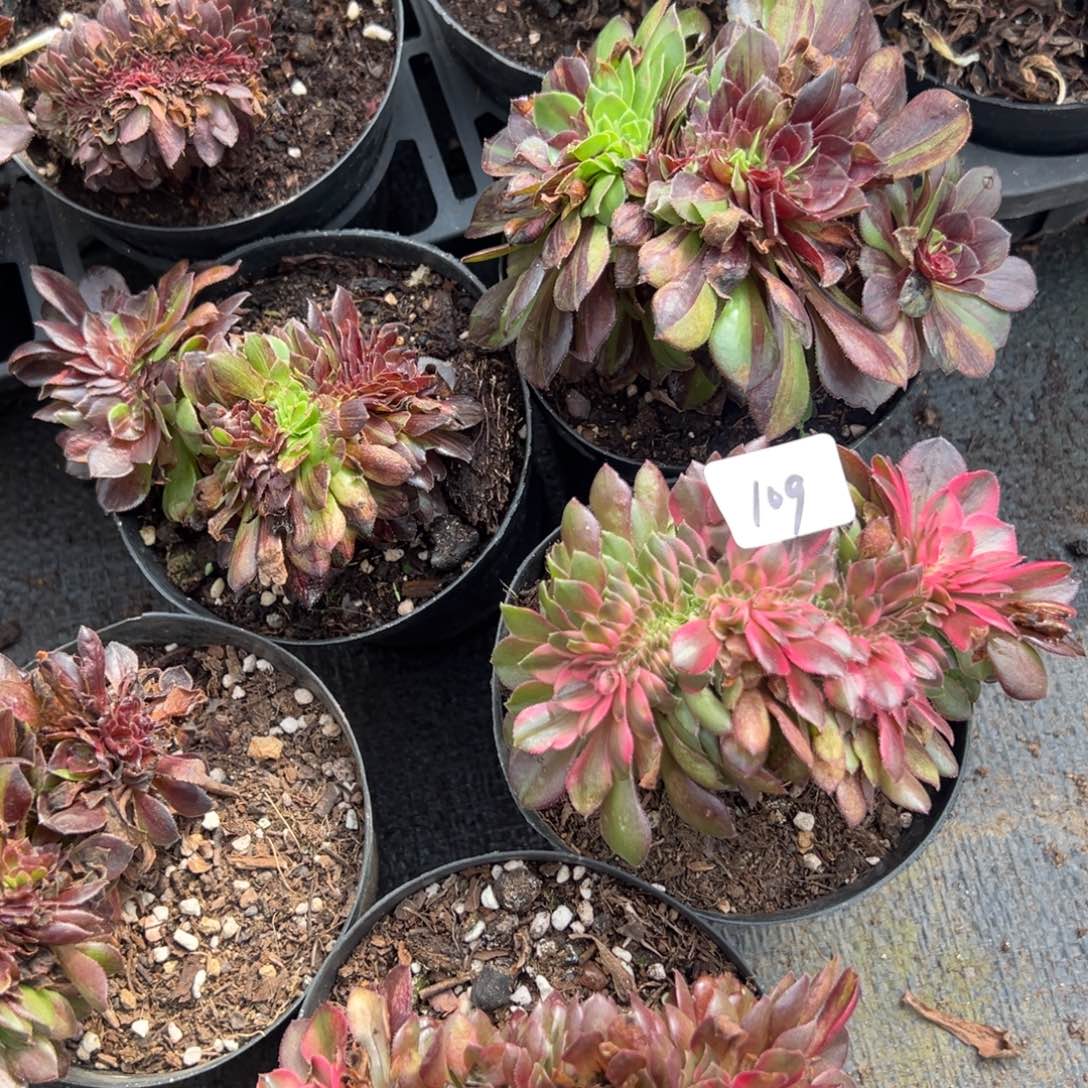 20包邮109花月夜缀荔枝缀 9.9