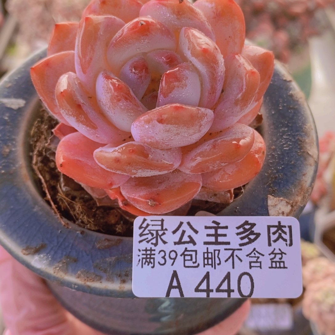 雪糕6cm440多肉植物
