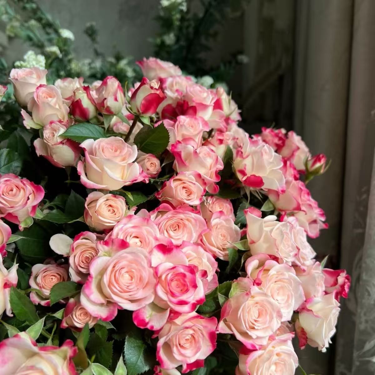 青沐园艺 折射泡泡高品质露天月季多头多季开花阳台楼顶庭院