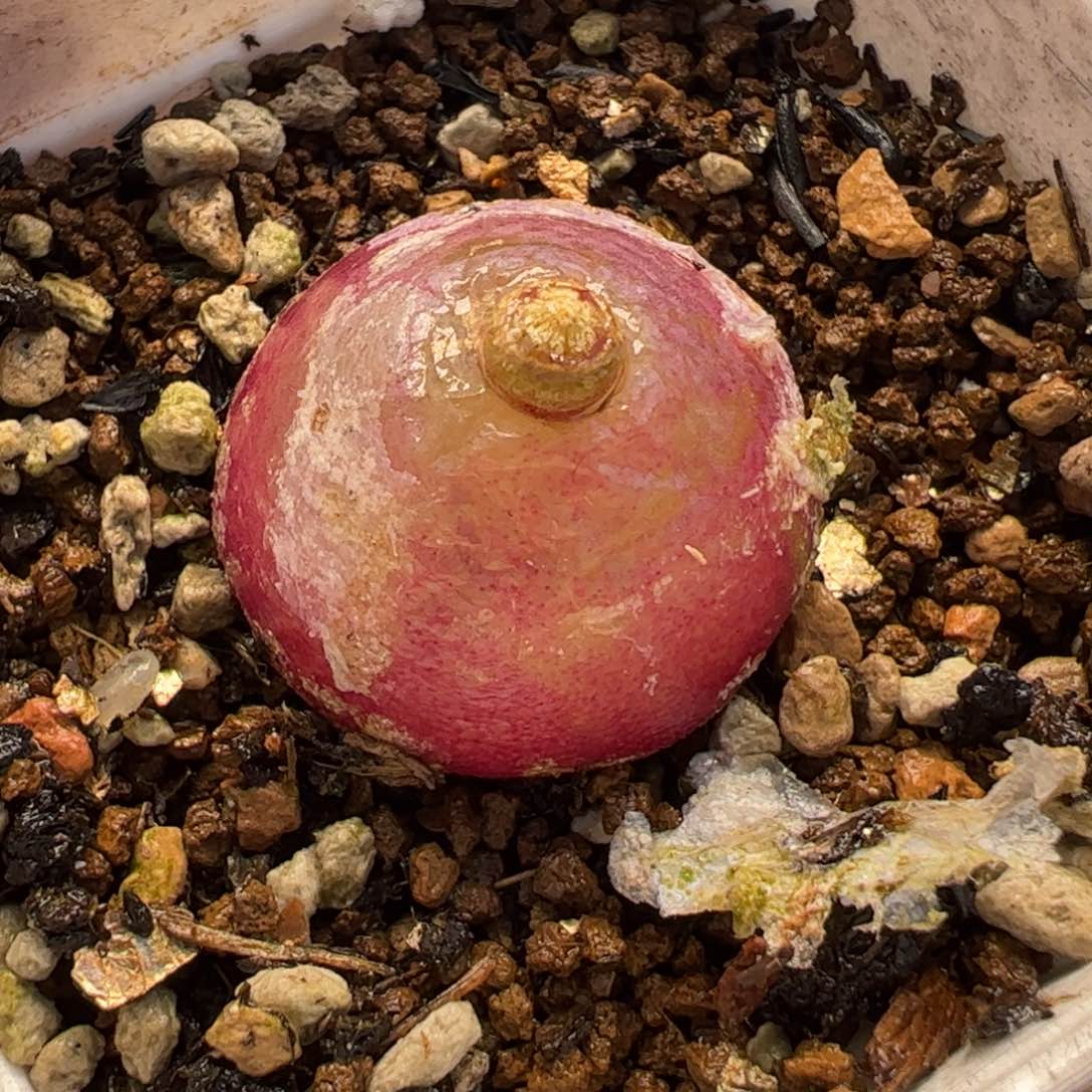 696多肉植物百科