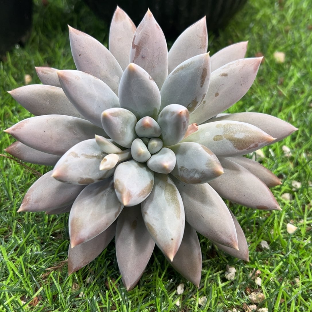 1102026 可乐哥特萝莉