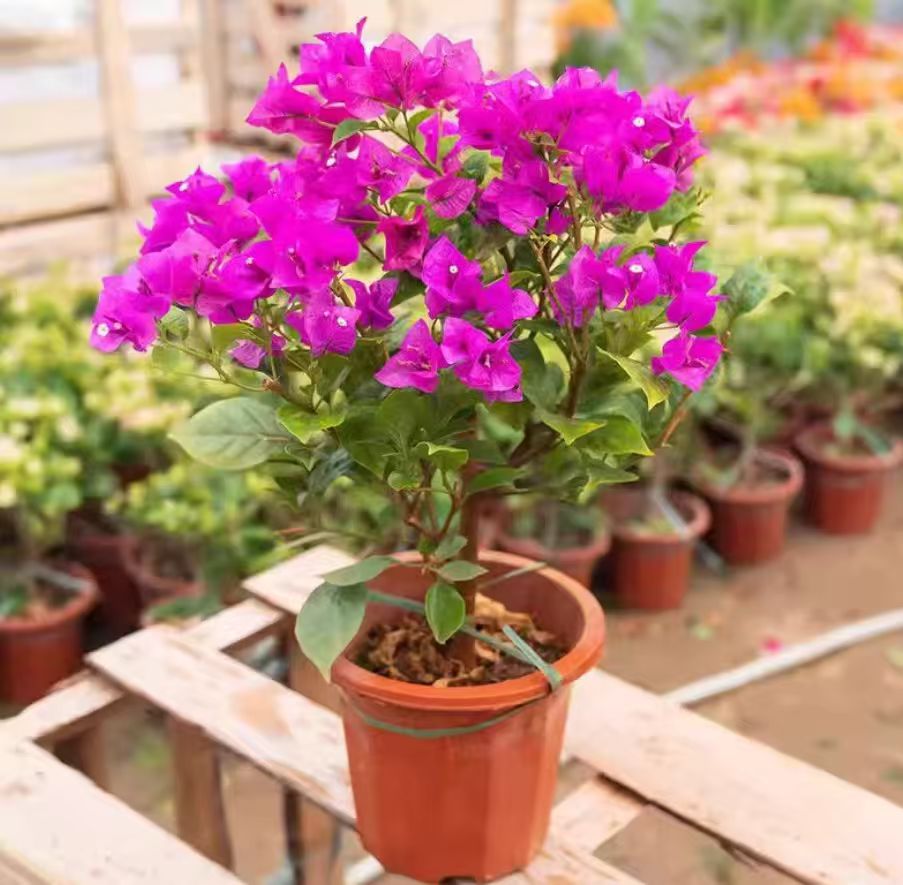 【60-80cm带花】发货会掉花介意勿拍浓香型重瓣三角梅盆栽四季开花 