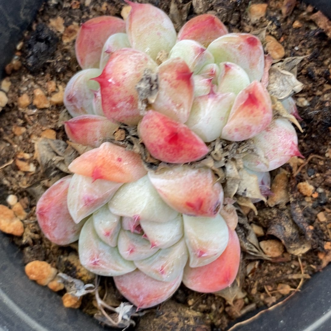 自助下单多肉下滑链接更多品种-白底如梦令