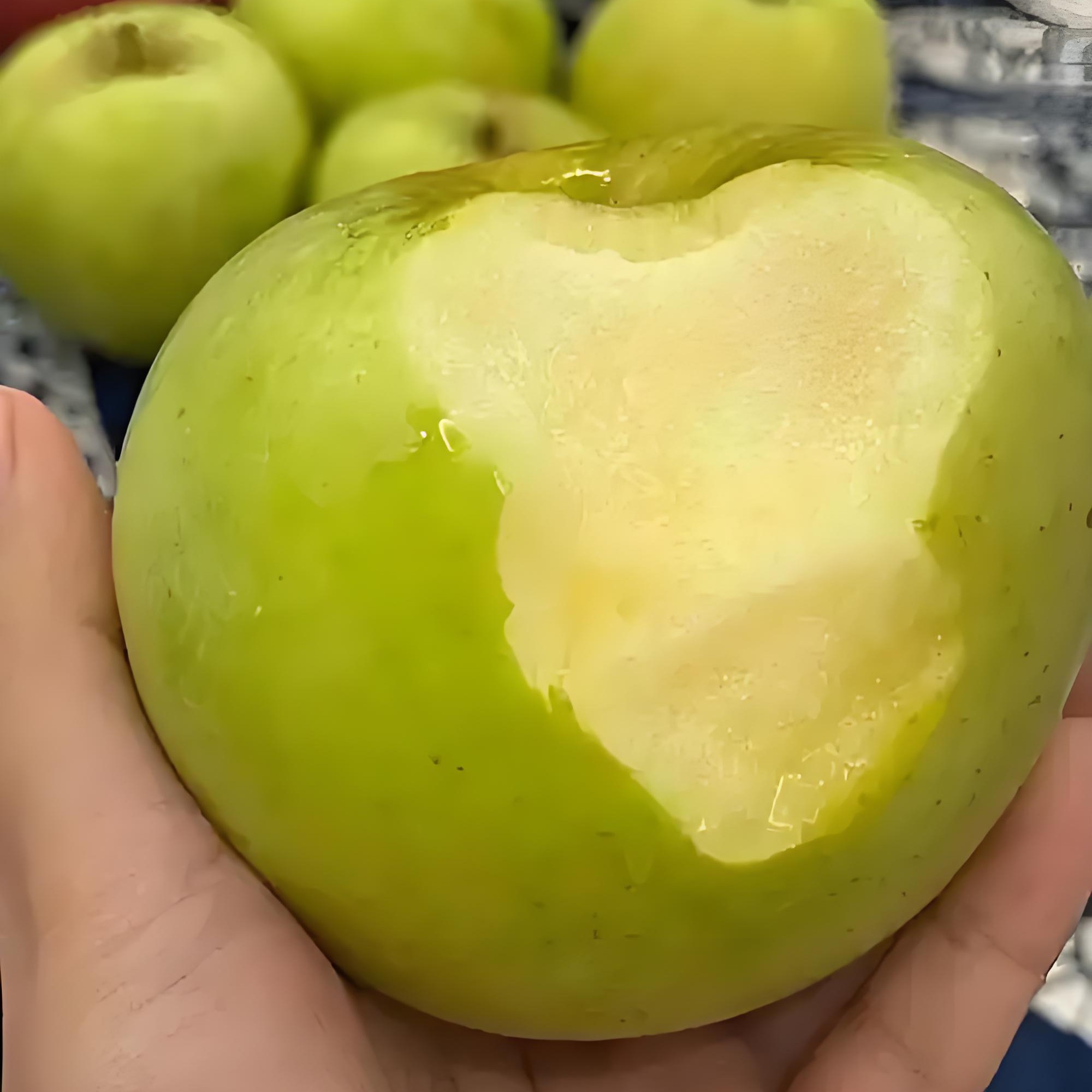 青森苹果山东省