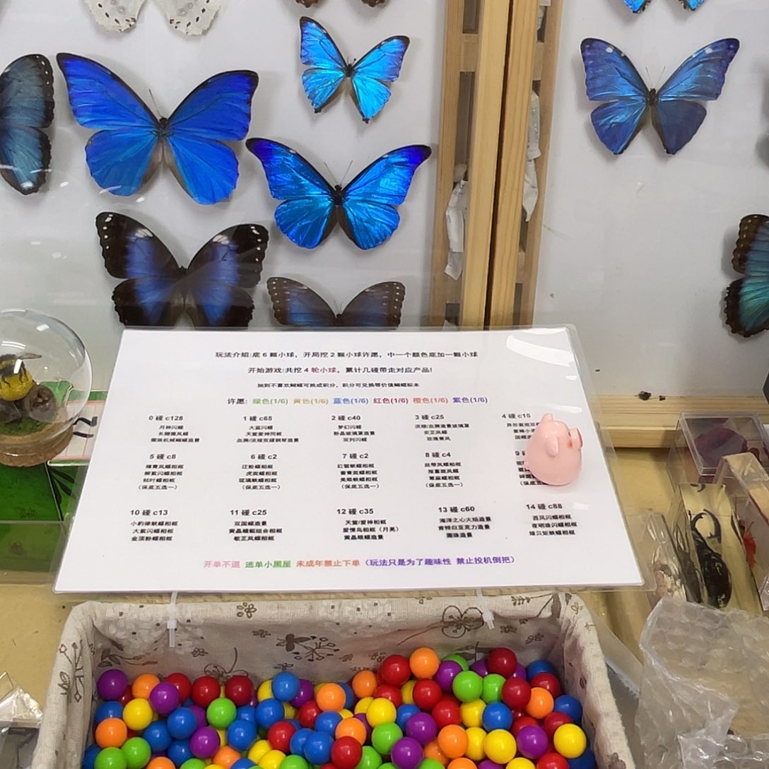 汕***）有机玻璃蝴蝶标本