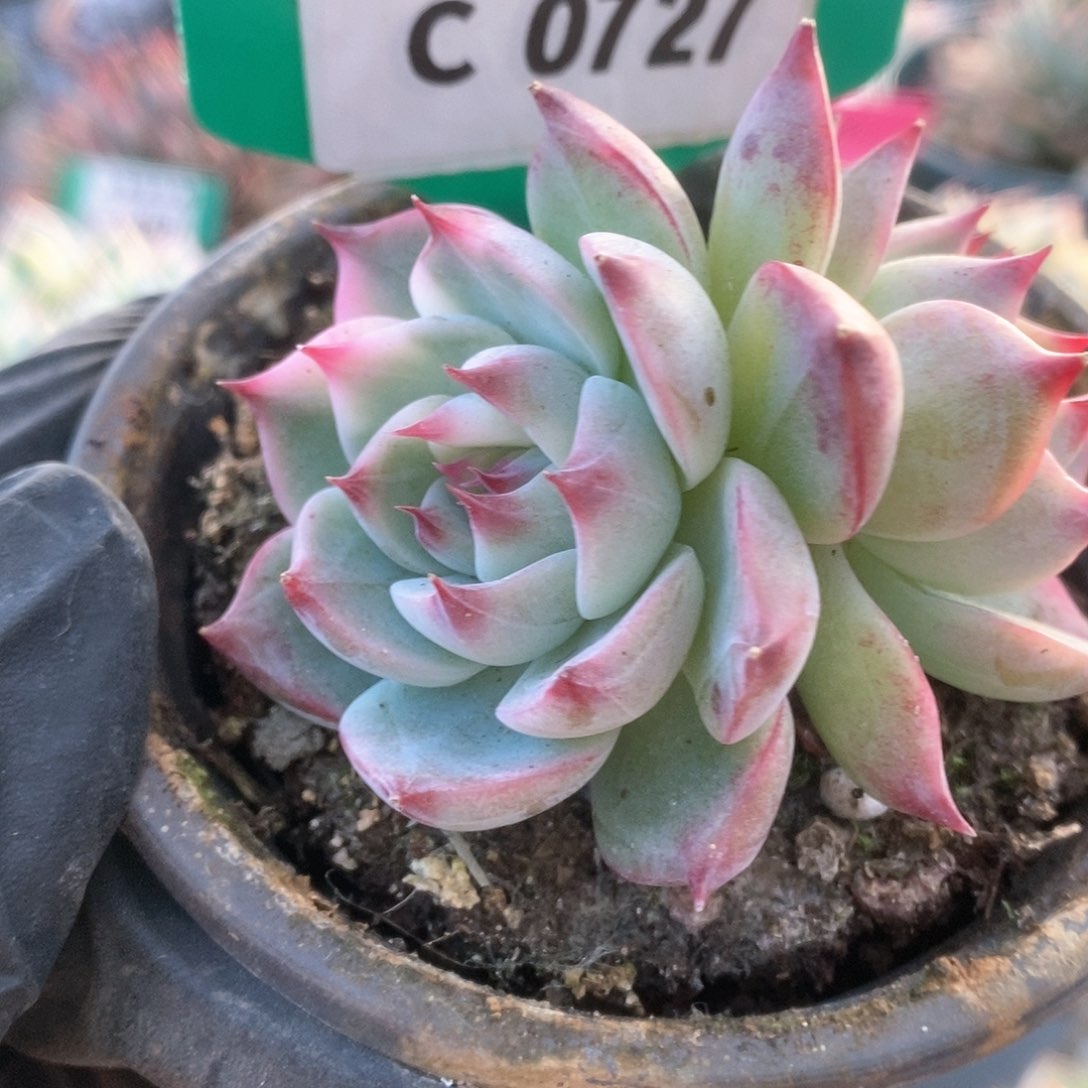 727锦锦锦锦锦锦锦