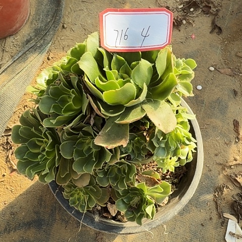 多肉植物辛尼亚716