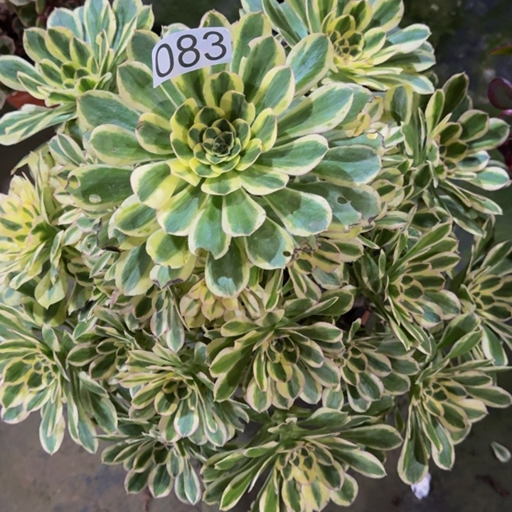 000000000083白兰地多肉植物