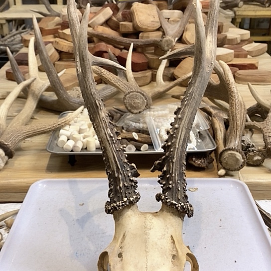 牙***厂银S925鹿鹿。      