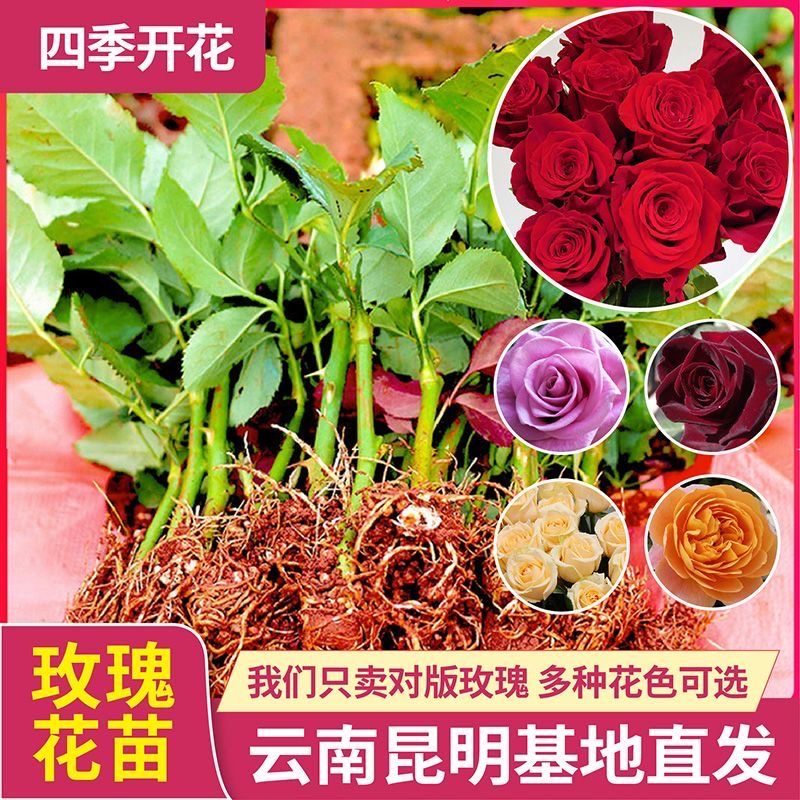 云南四季玫瑰花苗，一物一拍，所见即所得，建议者勿拍。