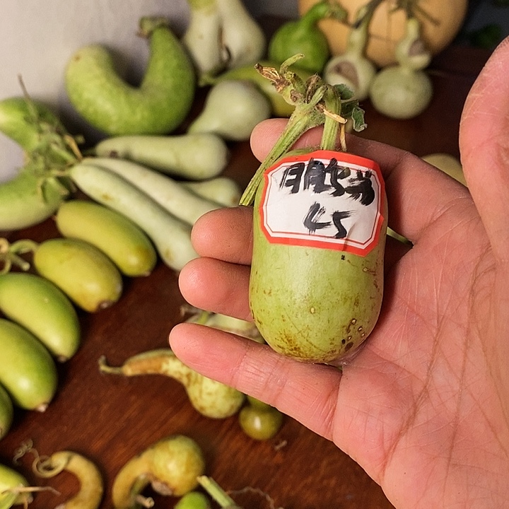 鹏*本章葫芦手把件葫芦