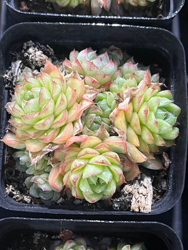 珍妮女王5厘米多肉植物，带盆土发货