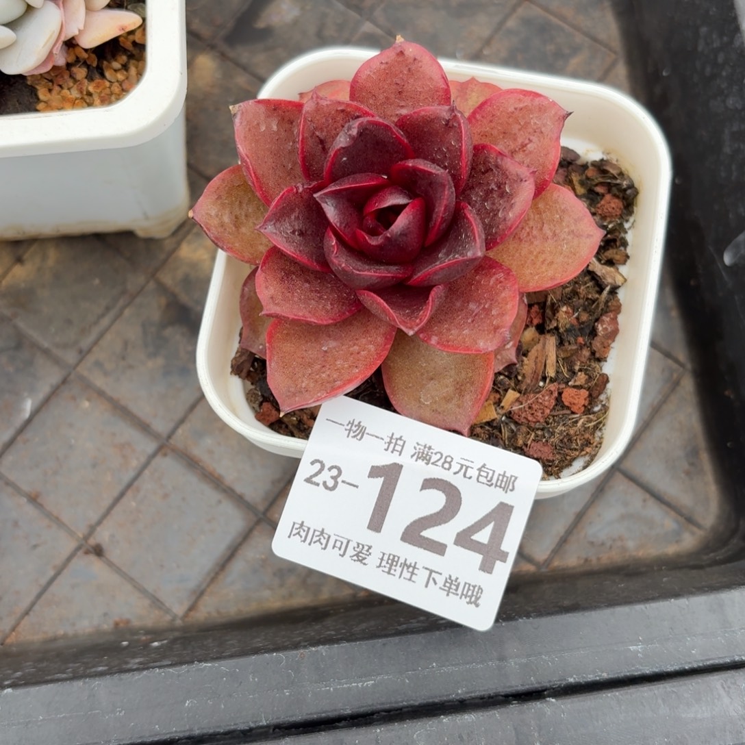 红灯无盆土发货无