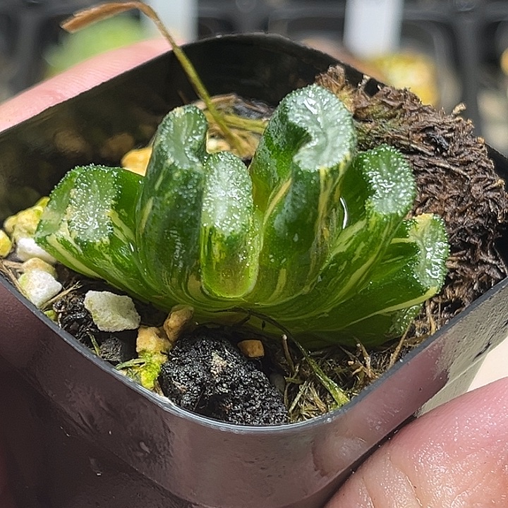 54雪女万象锦头家多肉十二卷