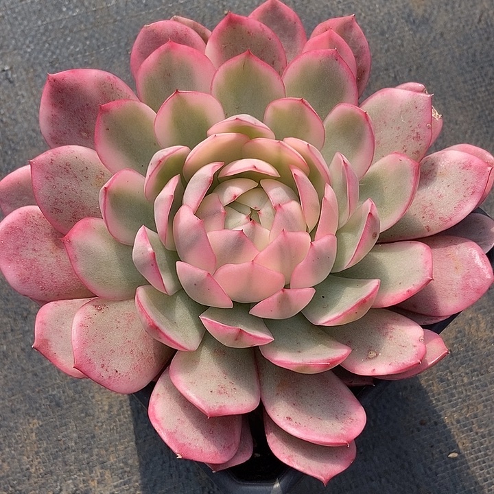 韩水晶锦超大单头