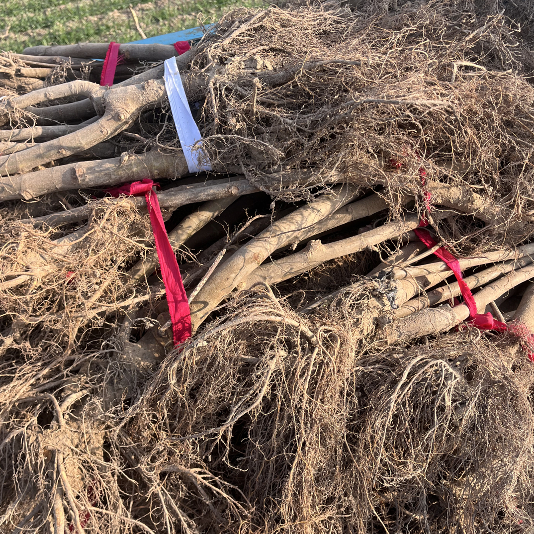 波姬红无花果裸根苗