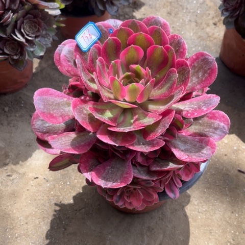 738多肉植物组合