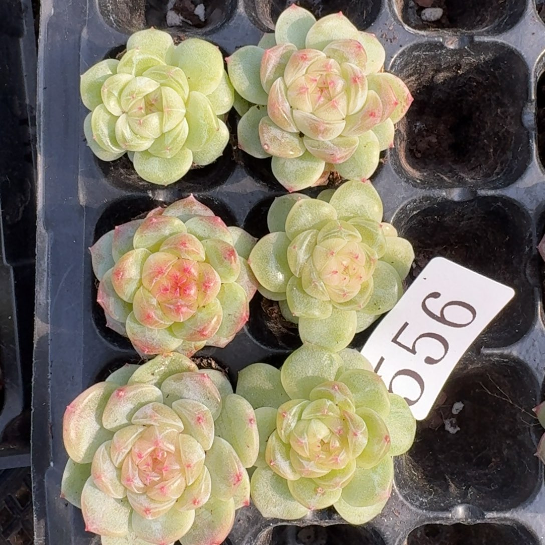 多肉植物多肉植物556