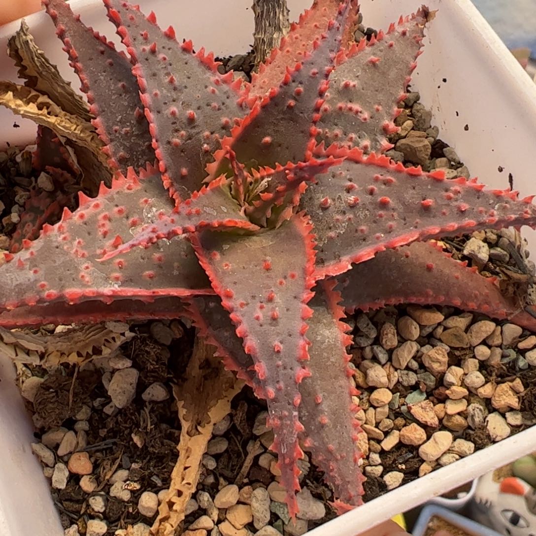 117多肉植物组合