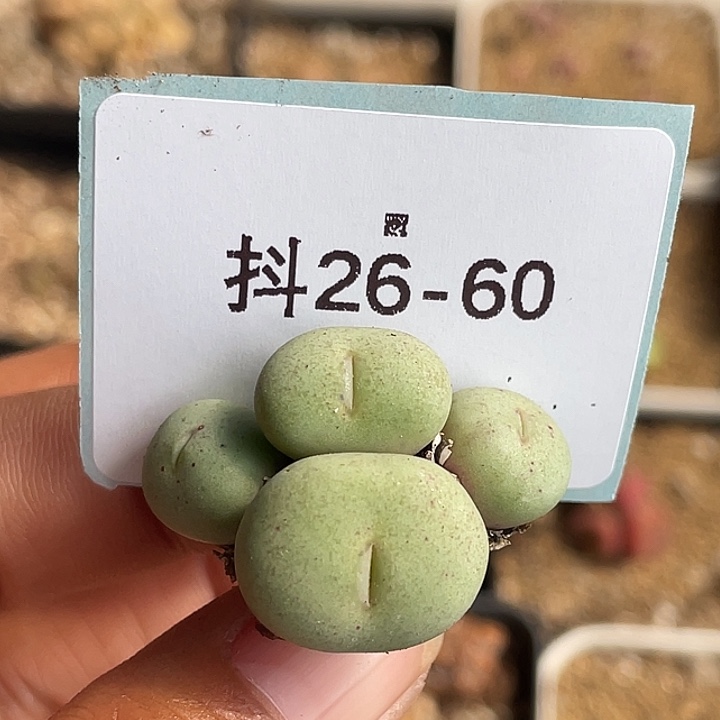 26-60嘴多肉植物