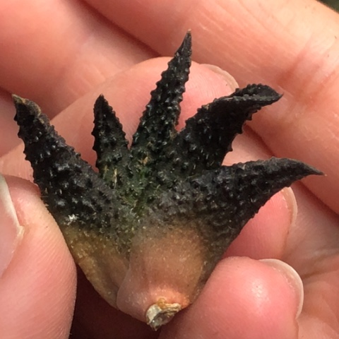 哥斯拉哈哈哈哈哈哈哈哈