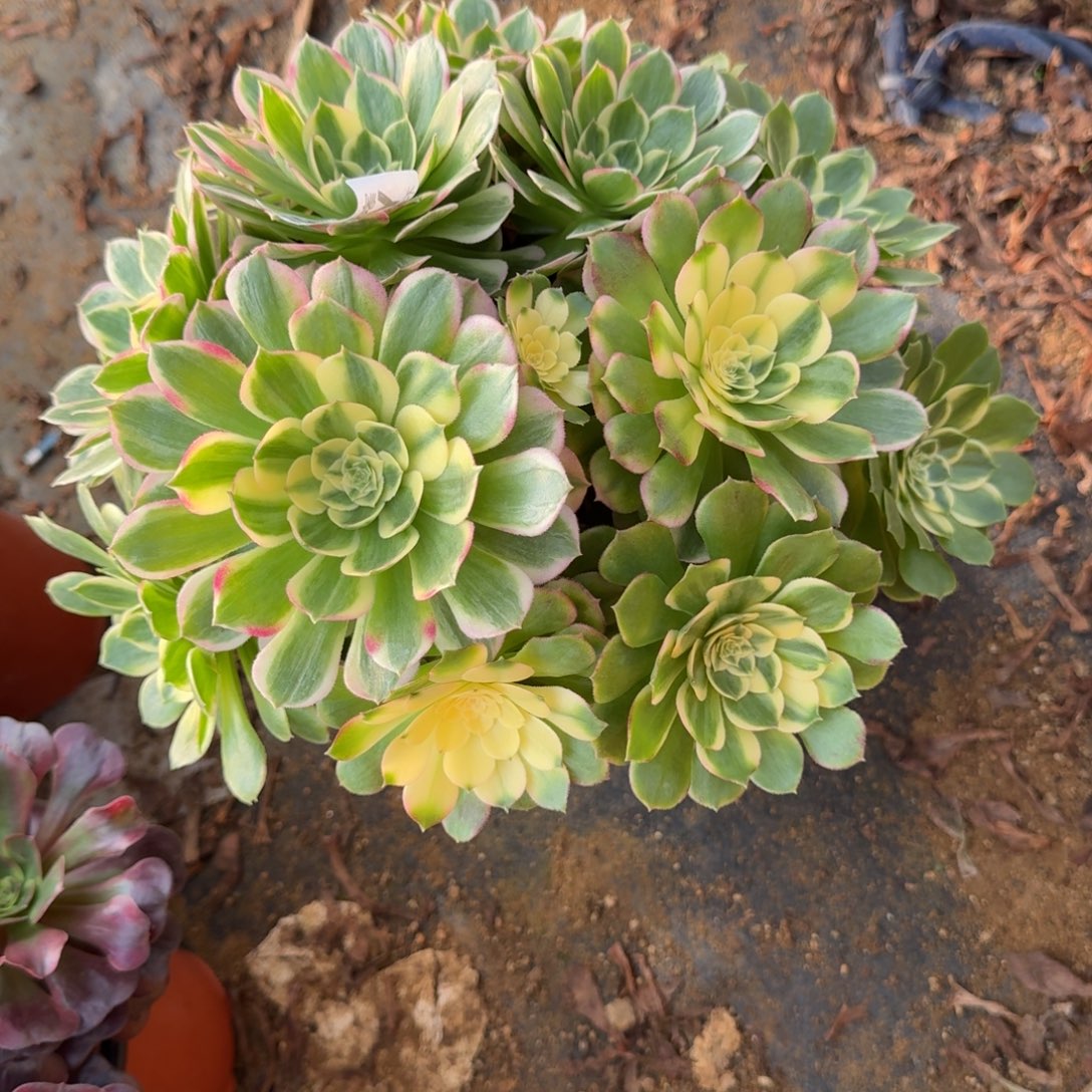 378海王官服25左右2