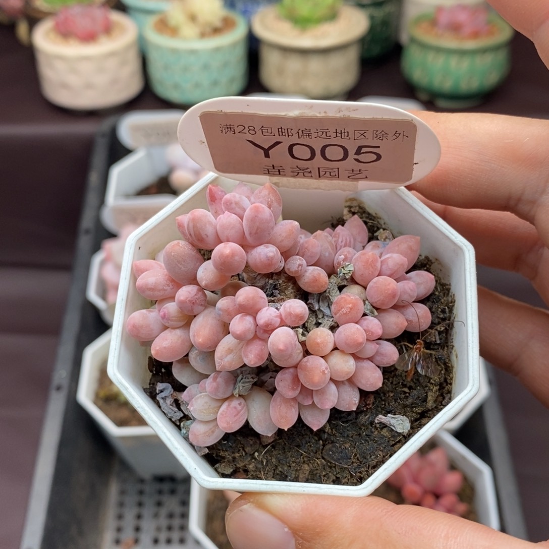 0005 5.5cm 婴儿手指 