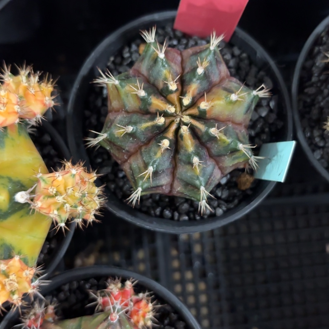 145-1223泰国发货多肉