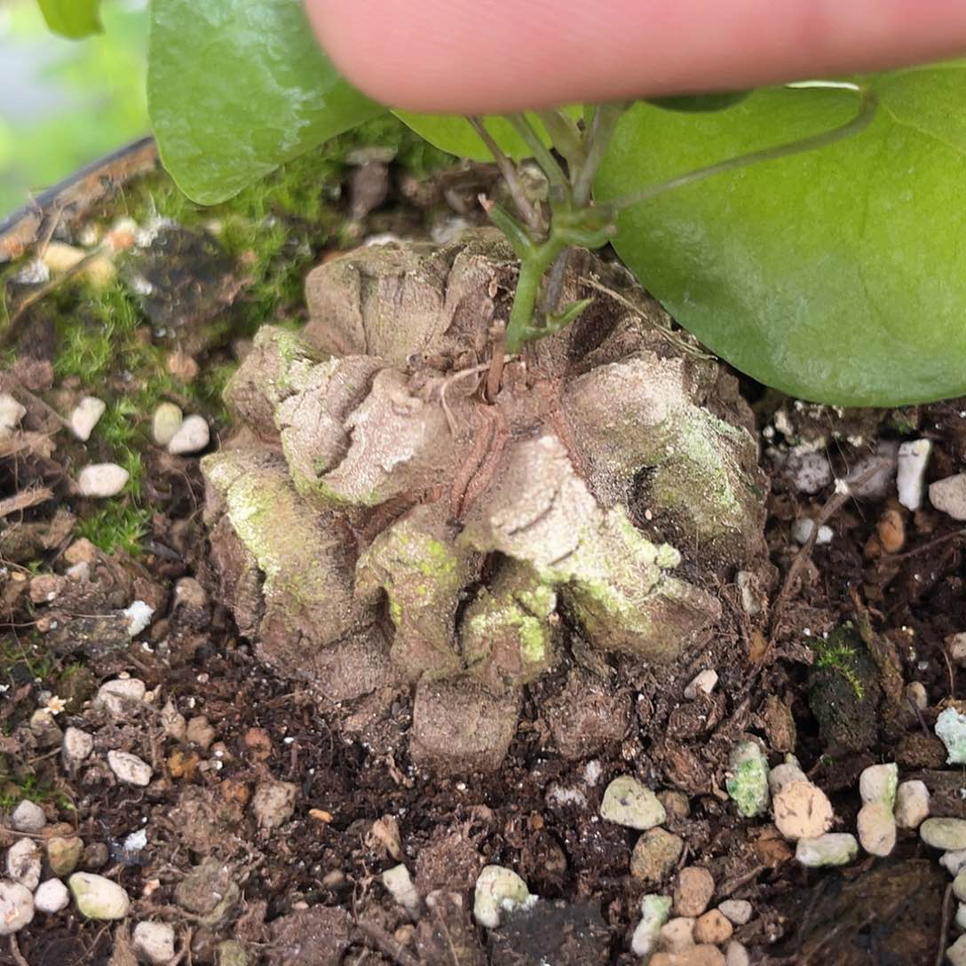 龟甲龙一物一拍226号4cm