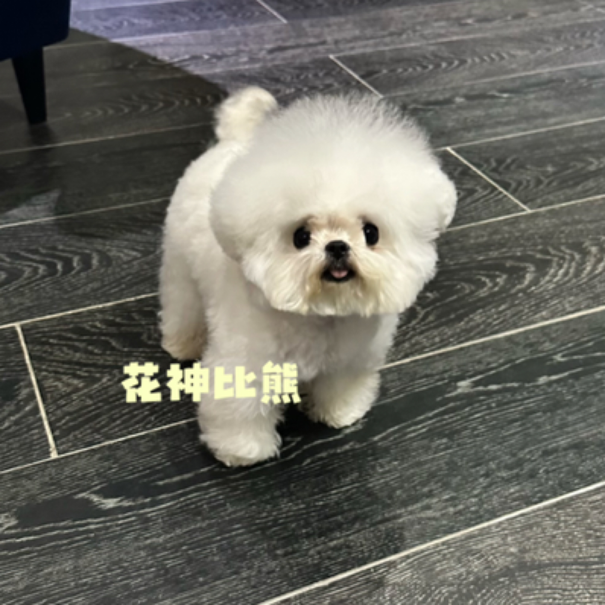 韩系迷你小体比熊幼犬宝宝活体花神比熊犬舍