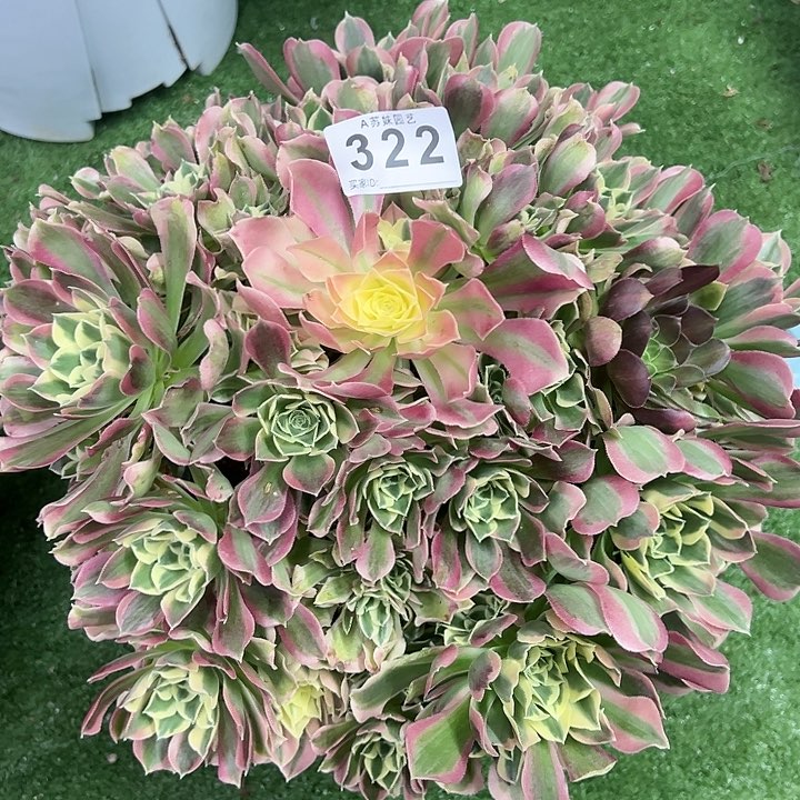 322白凤多肉植物